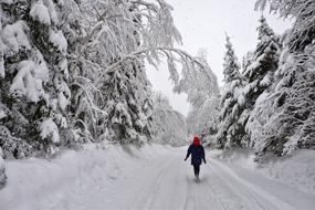 Winter Landscape Trees Snow