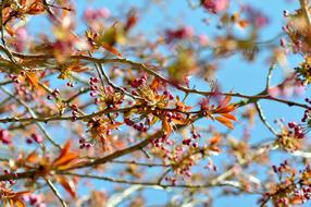 Flowers Nature Floral