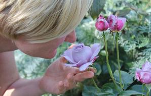 Woman smelling rose blooms