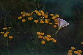 Yellow Nature Summer