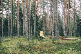 Trees Plant Woods