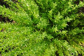 Thyme Summer Herb