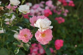 Pink and white Natural Roses in garden