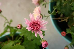 Close-up of the beautiful, colorful, blooming chrysanthemum flowers in the pots, with the green leaves