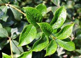 green leaves in drops