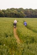 walkers on the field