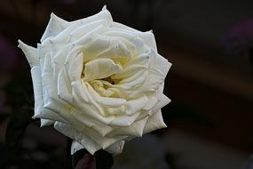 white rose close up on blurred dark background