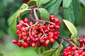 red berries on the tree branch