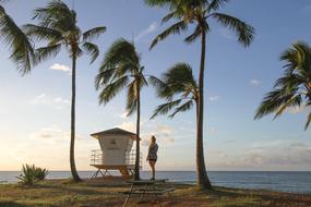 goodly Coconut Tree Plant
