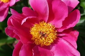 goodly Peony Flower