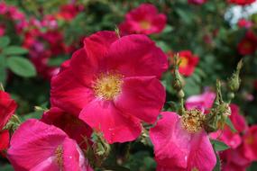 Close-up of the beautiful, blossoming, purple, pink and yellow rose hip flowers