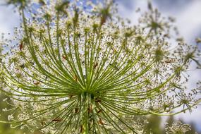 A lot of the seeds on the white flower