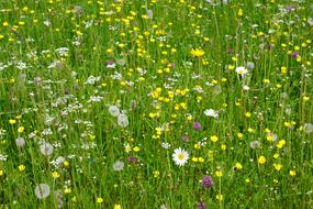 beautiful wild meadow