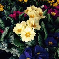 Primula, colorful Spring Flowers