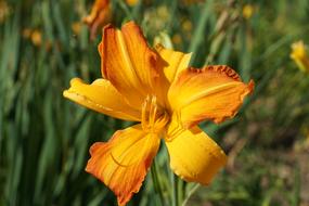 yellow lily flower with green leaves close up