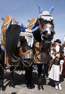 child girl with pair of black horses on octoberfest parade