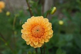 yellow dahlias with buds in the garden in a blurred background