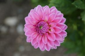 closeup view of pink cellular garden flower