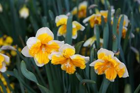 goodly Narcissus Flowers Yellow