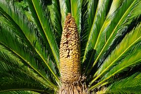 cycas revoluta, blooming palm with green leaves