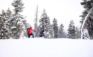 Landscape with the person in the snowy forest