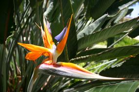 Bird Of Paradise Flower, Strelitzia in bloom