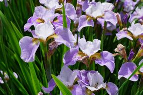purple ans white Iris Flowers at sunlight