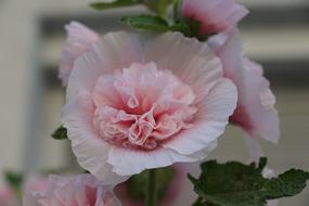 Mallow, fluffy pink flower close up