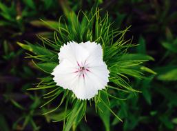 Sweet William Flower Blossom