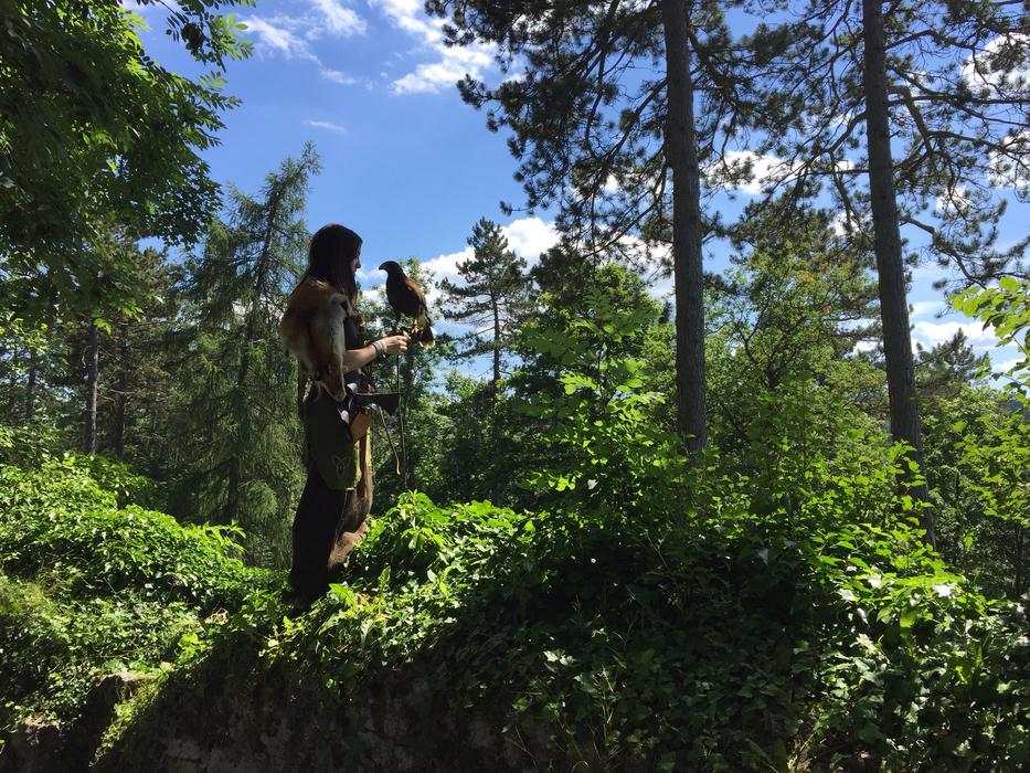 Falcon Woman Nature
