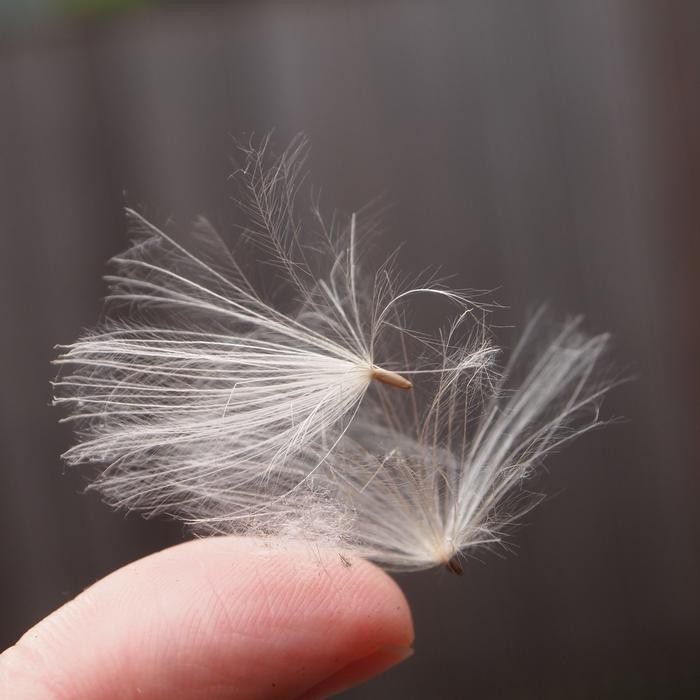 Lint Feathers Finger