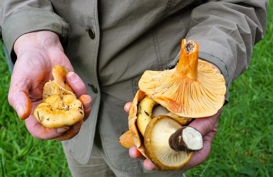 Vegan Mushrooms on hands
