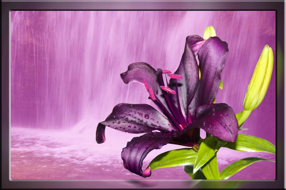 lily purple waterfall dream image