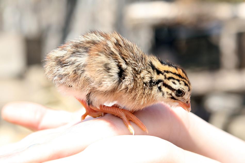 Animal Baby Beak