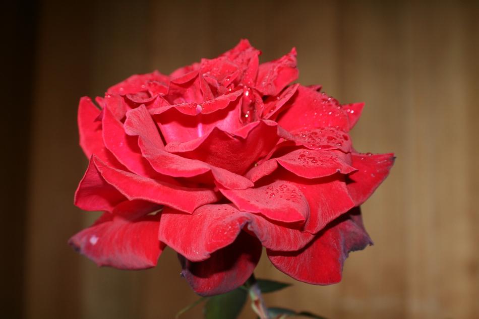 Rose Flower Garden