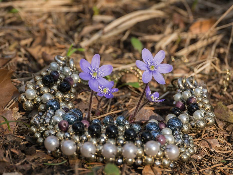 Spring Liver Flowers Hepatica