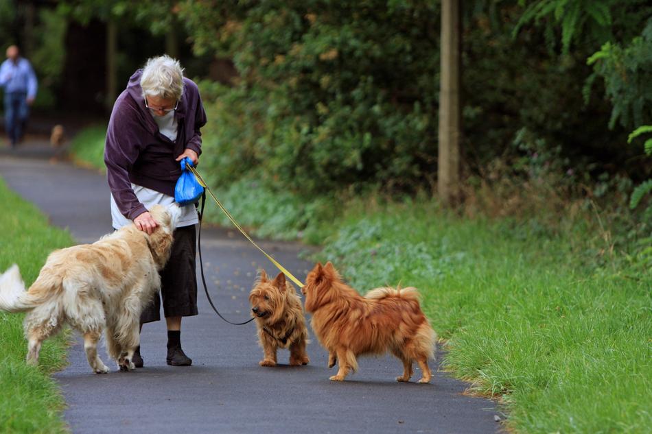 Australian Terrier Spitz