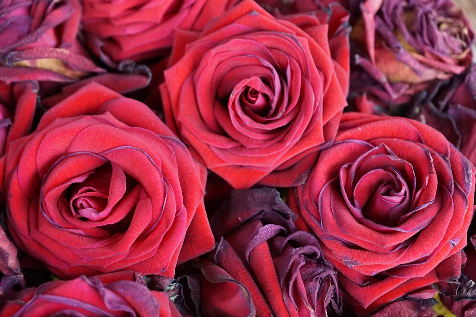 Roses Flowers Red