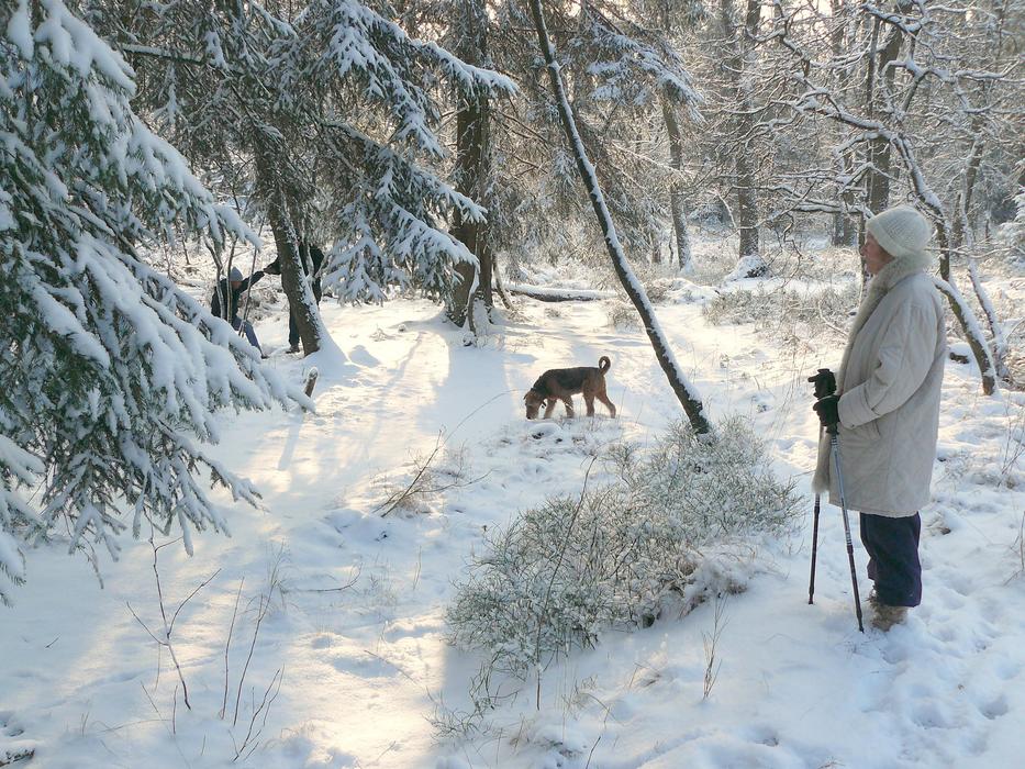 Winter Forest Snow