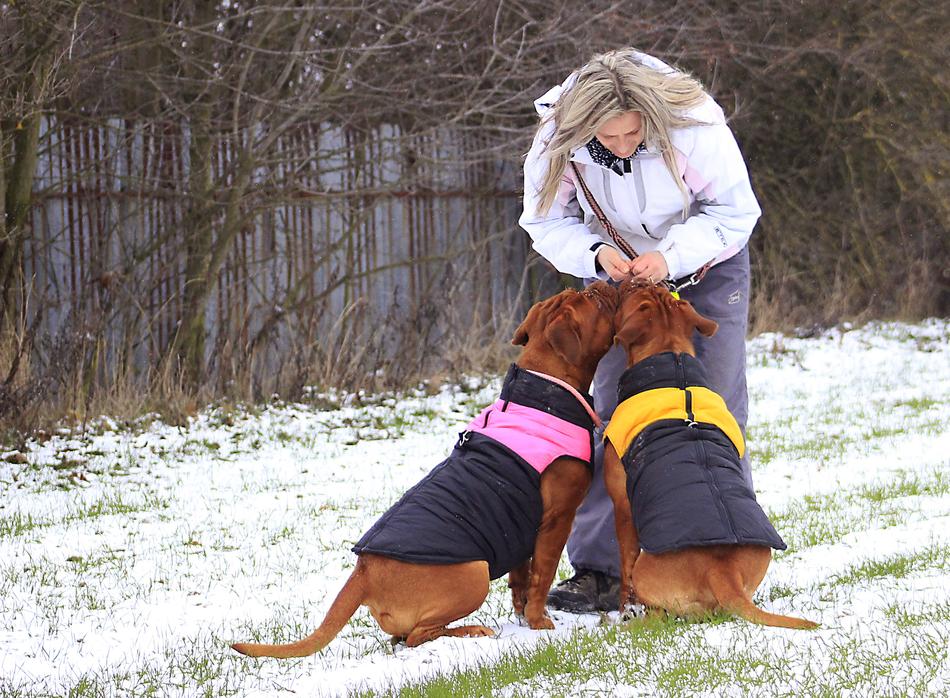 Snow Dog Bordeaux