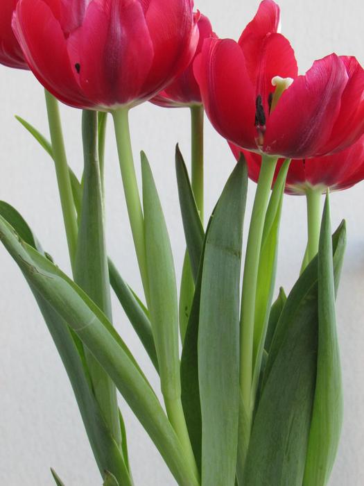 Flowers Tulips Red