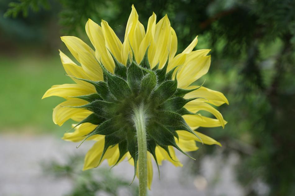 young sunflower bud in spring