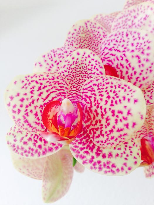 Orchid Flower Pink