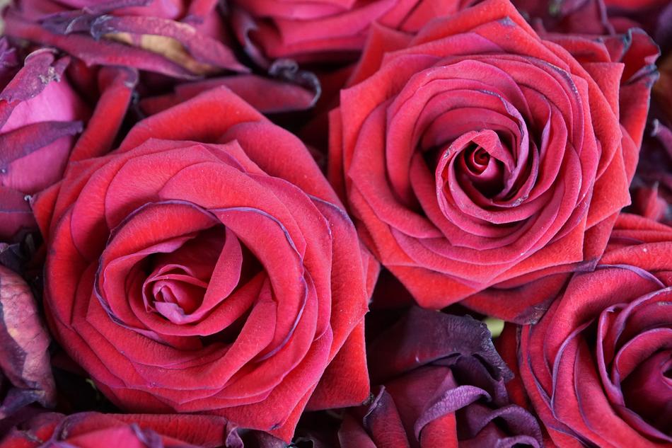 Roses Flowers Red