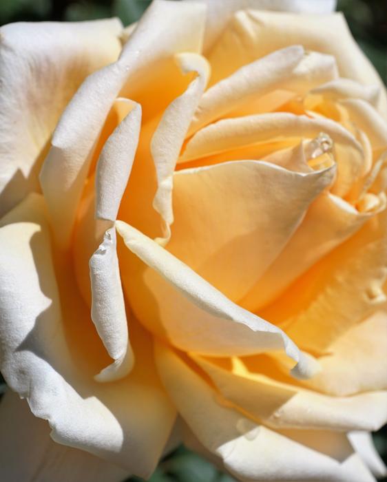 Rose Yellow Love