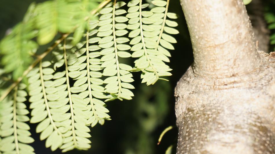 macro photo of the trunk and leaves of rowan