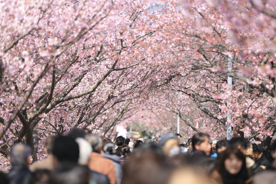 People under the beautiful, blossoming trees with pink flowers in autumn