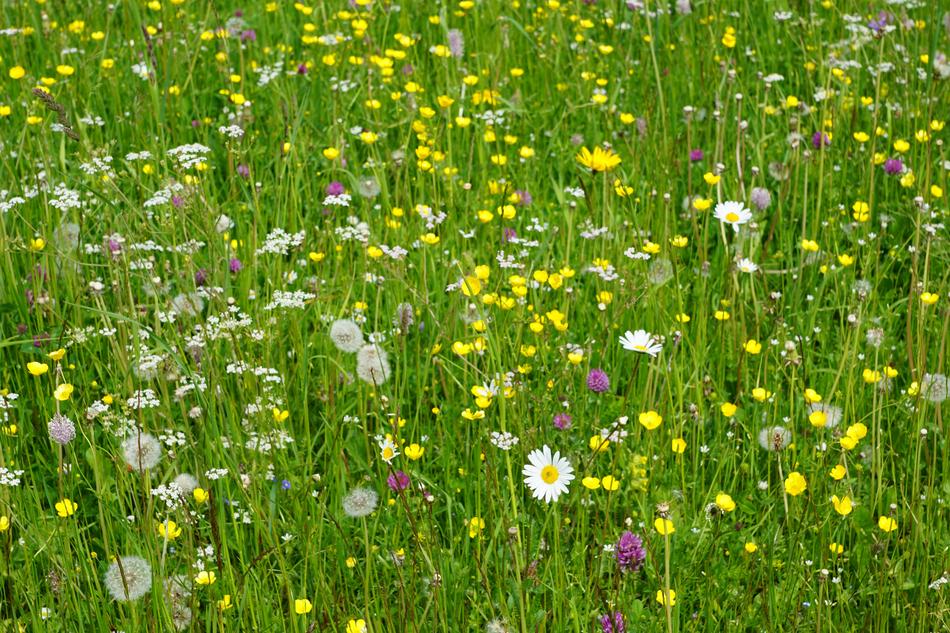 beautiful wild meadow