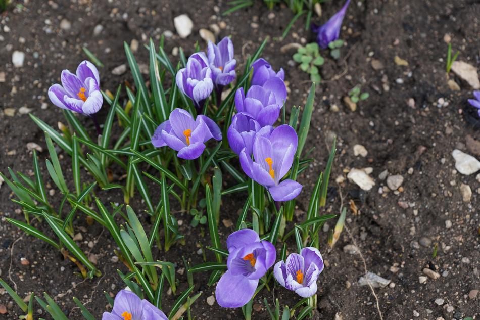 Crocus Purple Flowers in park