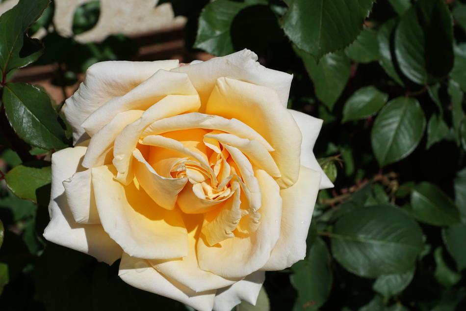 Rose Yellow Love